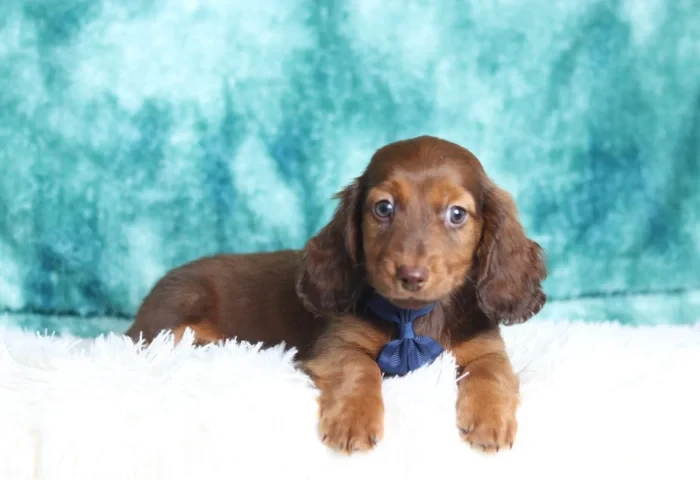 Miniature Dachshund puppy from health tested parents, available in Maryland