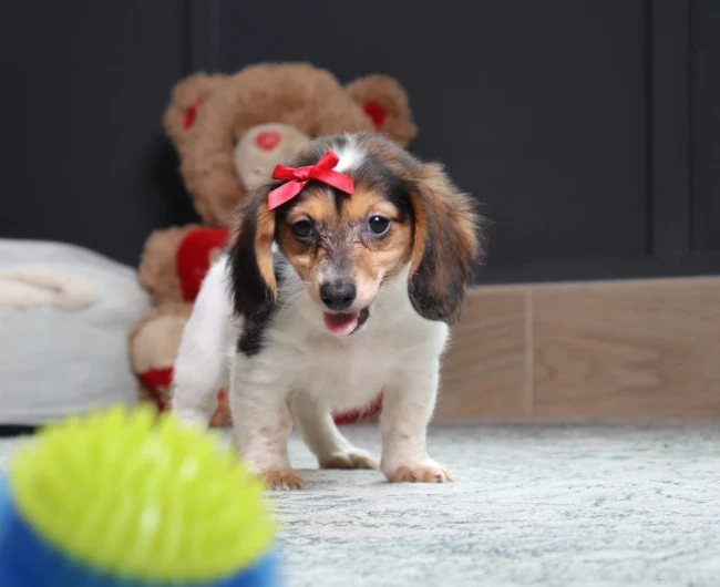Mini Dachshund puppy arriving at a family home in Michigan