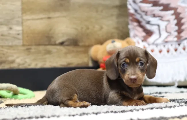 Miniature Dachshund puppies raised at The Puppy Lodge, available in Michigan