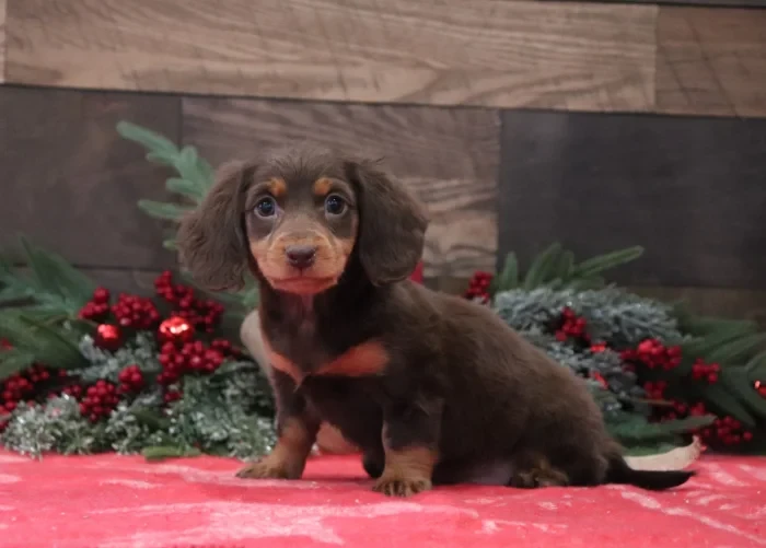 Miniature Dachshund puppies raised at The Puppy Lodge, available in Mississippi