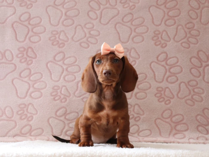 Nevada families can reserve this Mini Dachshund puppy