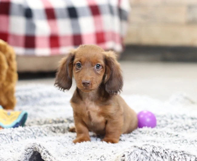 New Jersey Mini Dachshund puppies from The Puppy Lodge