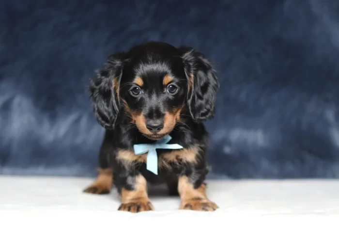 Mini Dachshund puppy arriving at a family home in New Jersey