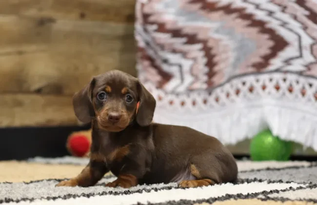 Puppy nanny delivering a Miniature Dachshund to Ohio