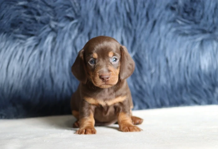 Miniature Dachshund puppies for sale in Pennsylvania