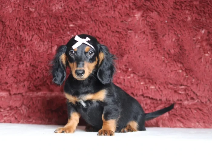 Miniature Dachshund puppy from health tested parents, available in South Carolina