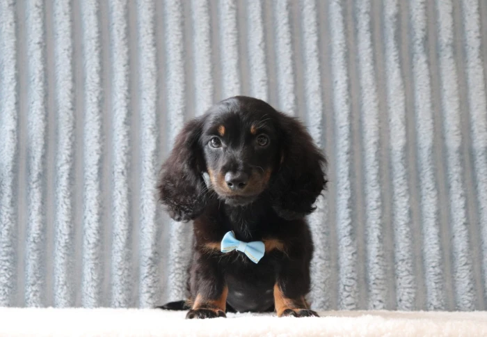 Mini Dachshund puppy arriving at a family home in South Carolina