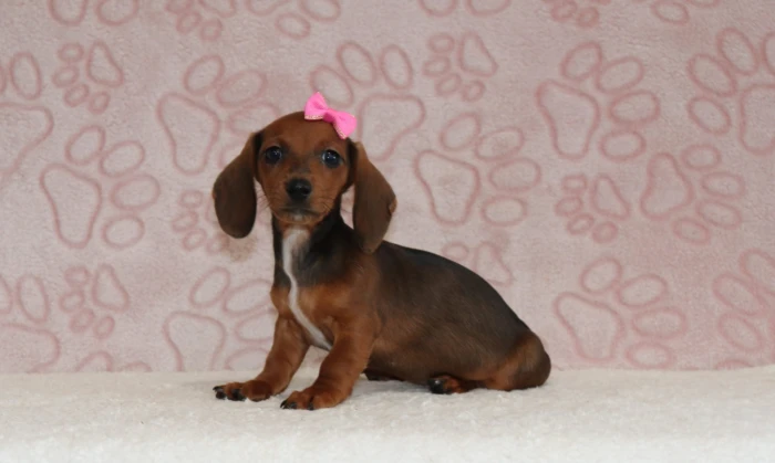Mini Dachshund puppy looking at the camera, available in Tennessee