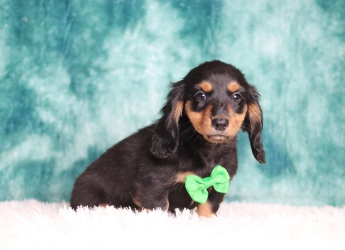 Miniature Dachshund puppy delivery in Tennessee