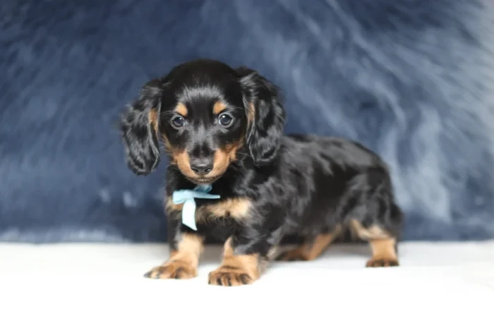 Mini Dachshund delivered to Vermont