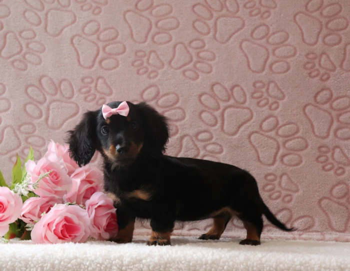 Quality Miniature Dachshunds from a breeder trusted across Virginia