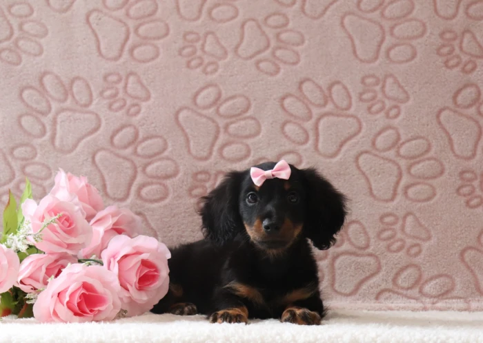 Miniature Dachshund puppy from health tested parents, available in Wisconsin