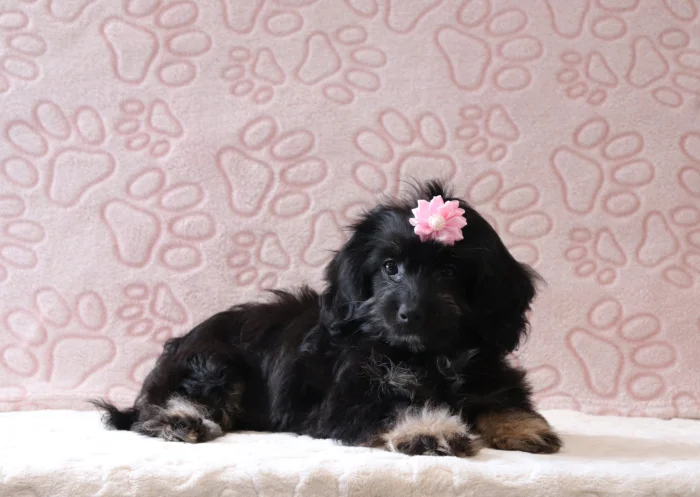 Puppy nanny delivering a Miniature Doxiedoodle to Alabama