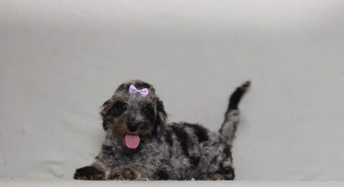 Mini Doxiedoodle delivered to Colorado
