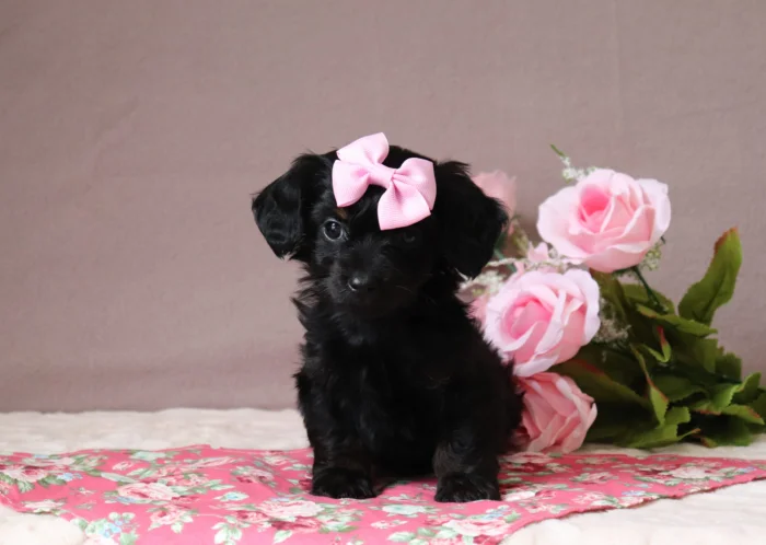 Mini Doxiedoodle puppy looking at the camera, available in Connecticut