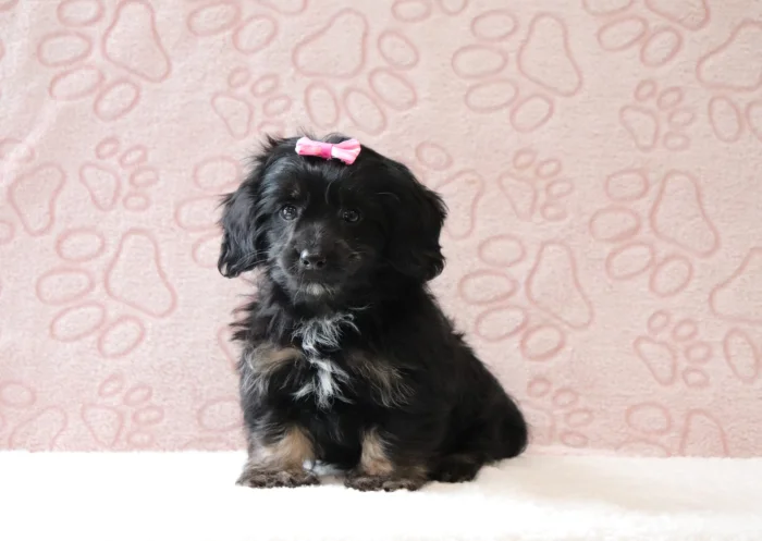Mini Doxiedoodle delivered to Delaware