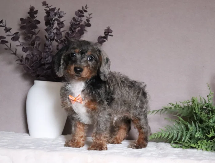 Mini Doxiedoodle delivered to Georgia