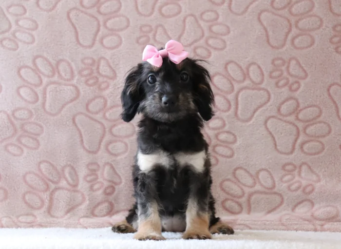 Ethically raised Miniature Doxiedoodle for Illinois
