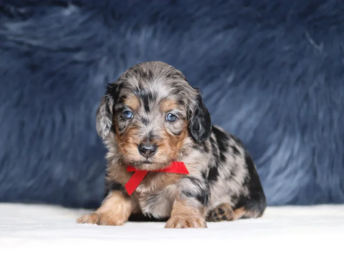 Quality Miniature Doxiedoodles from a breeder trusted across Indiana