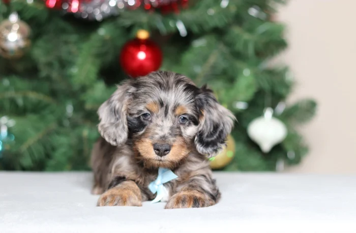 Mini Doxiedoodle puppy looking at the camera, available in Indiana