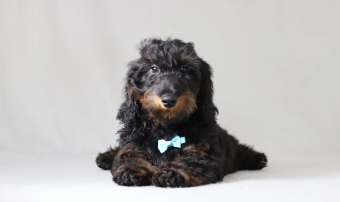 Miniature Doxiedoodle puppy delivered to the Indiana area