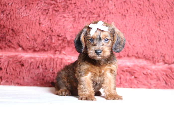 Miniature Doxiedoodle puppy delivery in Iowa