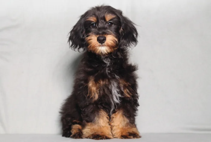 Miniature Doxiedoodle puppies raised at The Puppy Lodge, available in Iowa