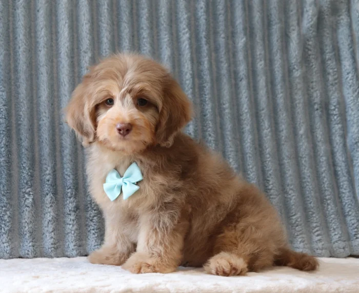 Louisiana Mini Doxiedoodle puppies from The Puppy Lodge