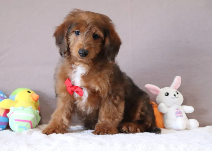 Mini Doxiedoodle delivered to Louisiana