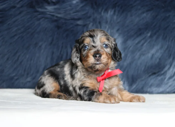 Quality Miniature Doxiedoodles from a breeder trusted across Maine