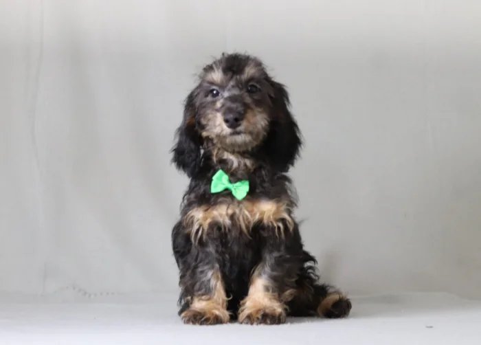 Michigan buyers can reserve this Mini Doxiedoodle puppy