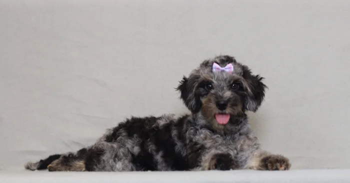 Miniature Doxiedoodle puppies raised at The Puppy Lodge, available in Michigan