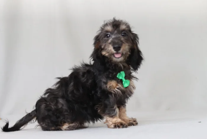 Minnesota Mini Doxiedoodle puppies from The Puppy Lodge