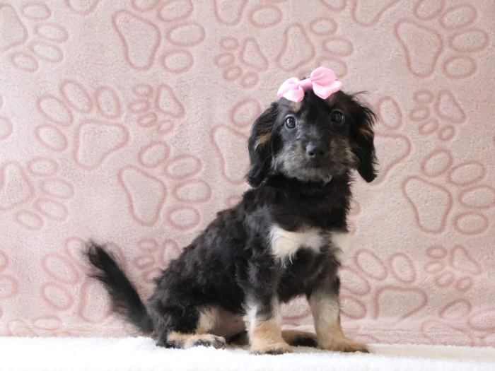 Miniature Doxiedoodle puppies for sale in Missouri