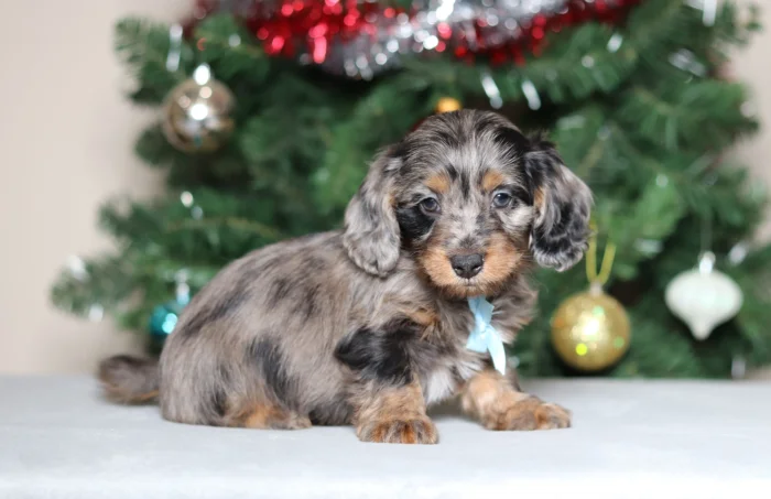 Puppy nanny delivering a Miniature Doxiedoodle to Missouri