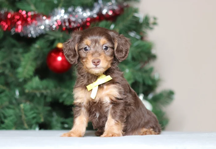 Montana buyers can reserve this Mini Doxiedoodle puppy