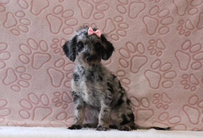 Mini Doxiedoodle puppy arriving at a family home in Nebraska