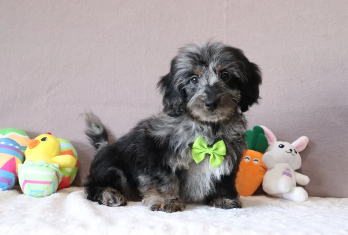 Miniature Doxiedoodle puppy delivery in New Hampshire