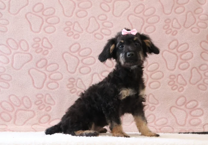Mini Doxiedoodle puppies available in New Jersey