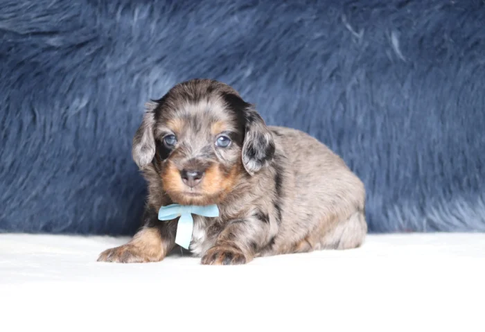 Mini Doxiedoodle for sale with delivery available across New Mexico