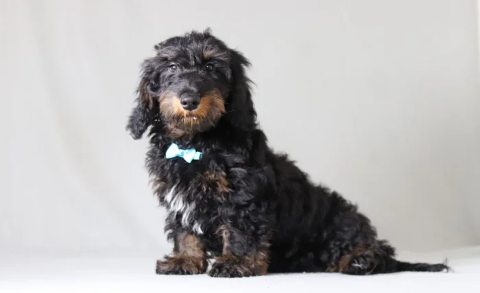 Mini Doxiedoodle puppy looking at the camera, available in New York