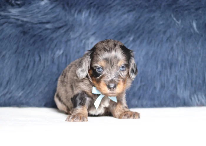 Mini Doxiedoodle puppies available in North Dakota