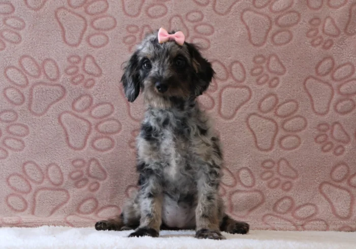 Health tested Miniature Doxiedoodle available in Ohio