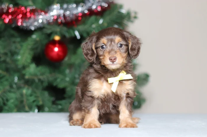Miniature Doxiedoodle puppy delivery in Pennsylvania