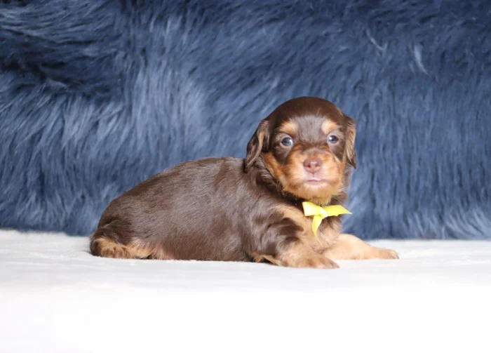 Miniature Doxiedoodle puppies raised at The Puppy Lodge, available in Pennsylvania
