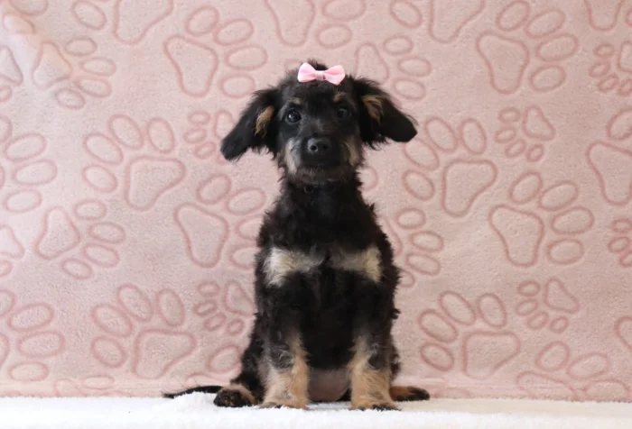 Mini Doxiedoodle puppies for sale to families in Rhode Island