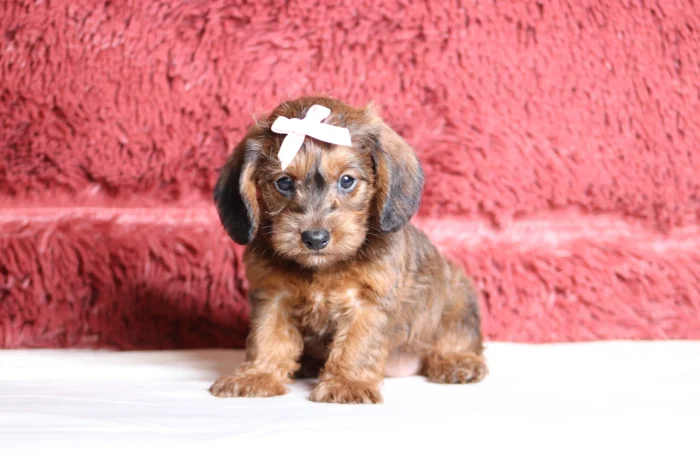 Quality Miniature Doxiedoodles from a breeder trusted across Rhode Island