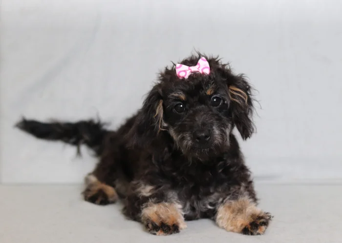 Ethically raised Miniature Doxiedoodle for South Dakota