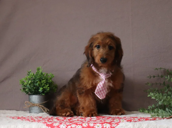 The Puppy Lodge, Miniature Doxiedoodle breeder serving Tennessee