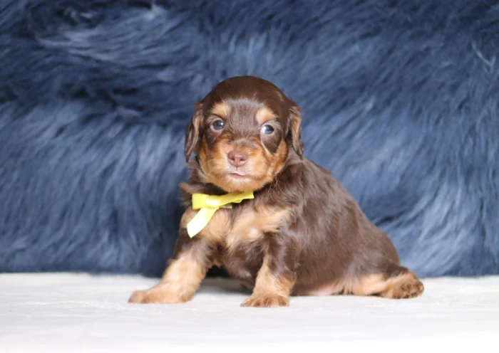 The Puppy Lodge, Miniature Doxiedoodle breeder serving Texas